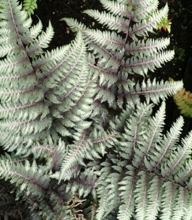 Athyrium niponicum 'Pewter Lace'